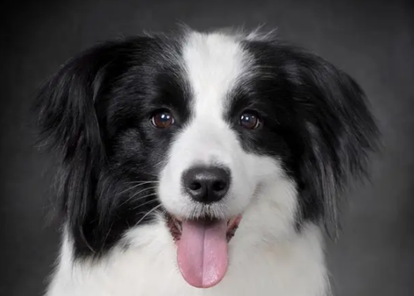 Top 10 highest IQ dog rankings, unexpected
