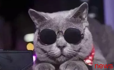 40 common sense for raising cats, see which one you don’t know