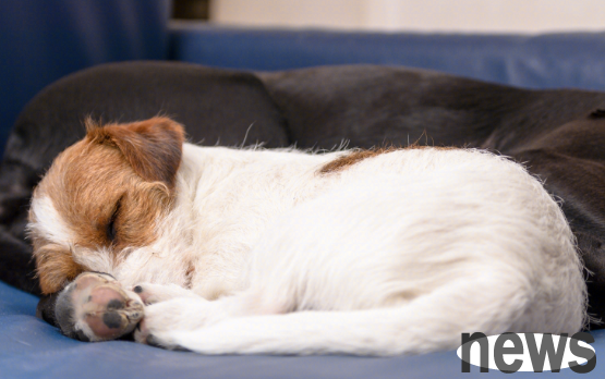 So the dog is so sleepy? I ve really gained knowledge after reading it