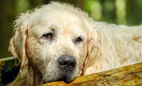 At what age does the dog become stable? Read this article to learn about it