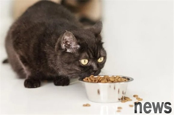 What? Do cats have different needs for cat food?