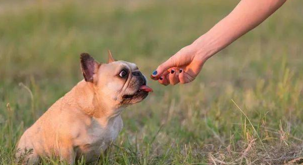 Dogs recognize food but not people