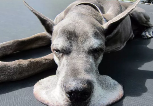 The world s top ten fastest dogs, among which it is the darling of the Middle East s rich!