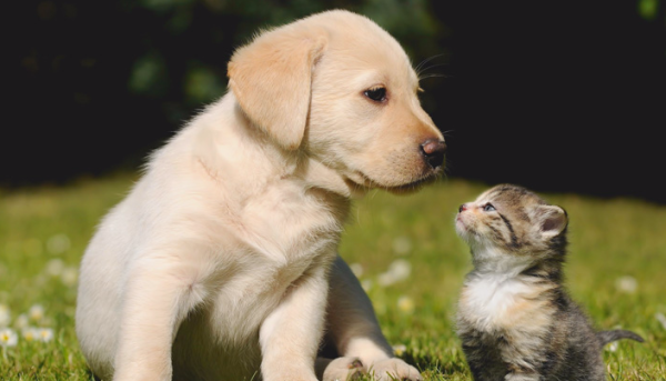 Detailed explanation of dog and cat health diet ~