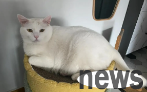 What health problems may a cat have if it refuses to eat? How to solve it?