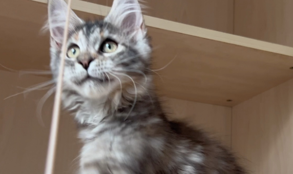 Raising these cats is just 