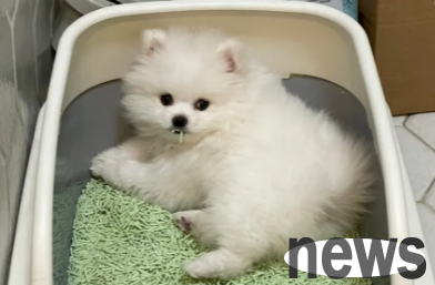How outrageous are cats and dogs? The cat pulls in front and the dog waits for food behind!