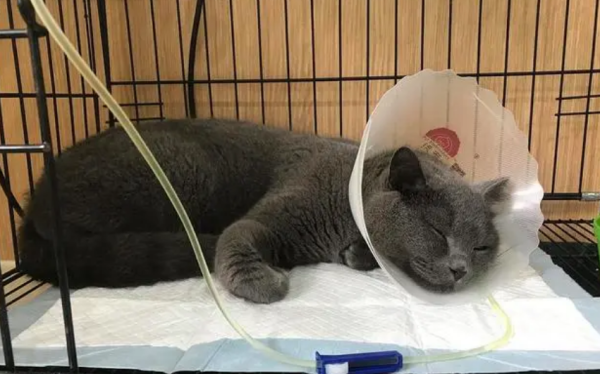 Popular Science | Home-related treatments for some kittens and cats to get sick