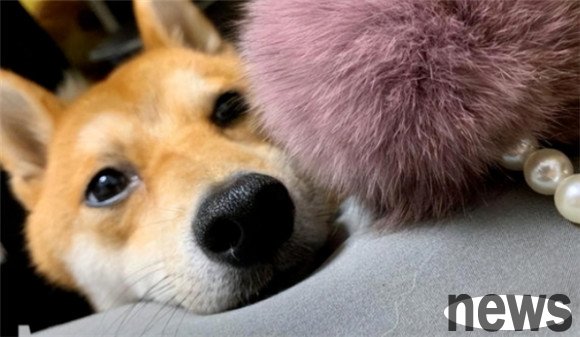 What signs will a dog have before his death? If there are these 5 situations, spend more time with you!