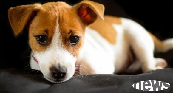 How to prevent pet owners’ nightmares from being small and small?
