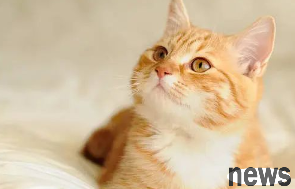 These 6 cats show that you are well-raised!