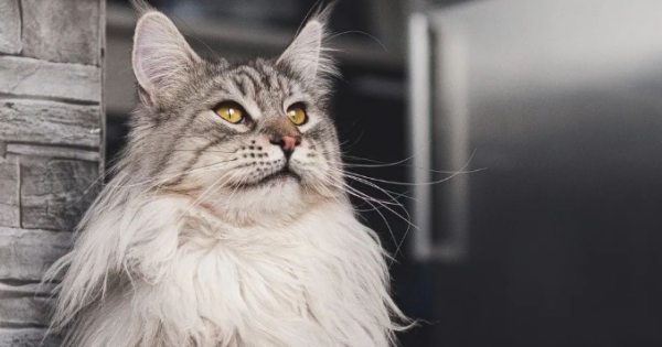 Reveal the intimate psychology of cats running wildly, count the hidden signals carefully, come and learn about it!