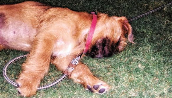 Urinary incontinence of dogs: Causes, diagnosis and prevention
