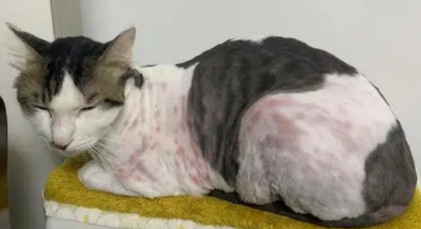 Cats can also be allergic! What are the symptoms of cat allergies?