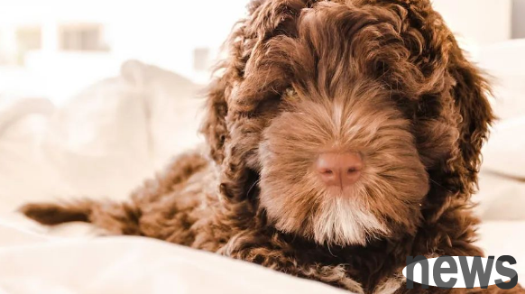 Scientific dog raising-beware of dog overeating