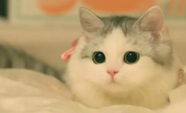There are 6 most common diseases for cat owners! Almost no one is spared...
