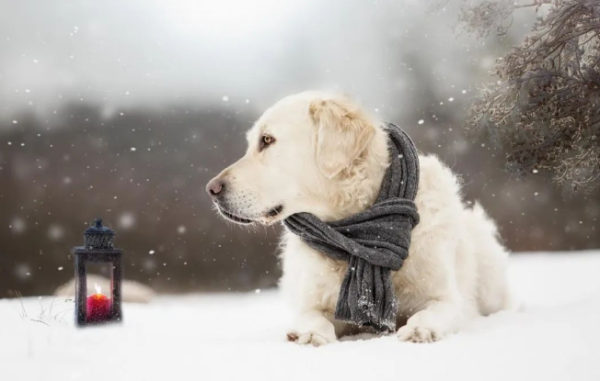 A must-see for raising a dog in winter. Five common mistakes, don’t hurt your dog anymore!