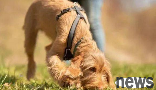 Do you know 5 scents that dogs like to smell?