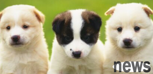 Free adoption of dogs. Remember to apply for a dog certificate for your dog