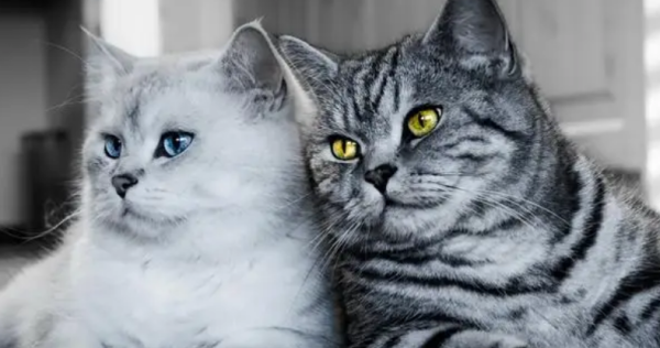 What should I do if I had a cat at home and had another one?