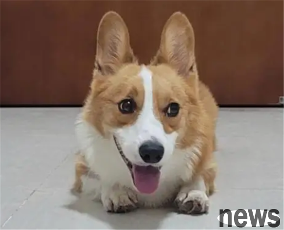 A small animal suitable for domestic development? Choose the one that suits you