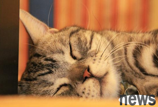Do not trim your cat’s beard at will, as it may hurt your cat, and it will cause loss in serious cases!