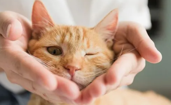 What should I do if a pregnant cat doesn’t eat? Don’t cats like to eat after they become pregnant?