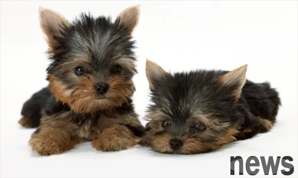 Can dogs eat honey?