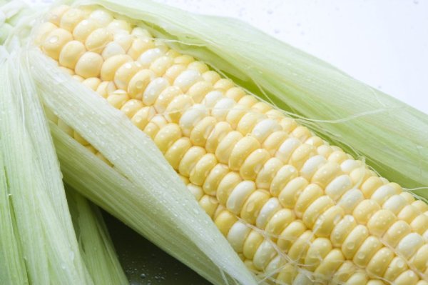 Corn is the best food in summer. Professional farmers teach the secrets of how to cook corn