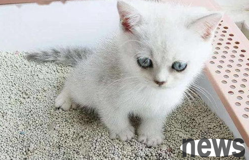 What should I do if a cat doesn’t know how to use cat litter? What should I do if a cat doesn’t know how to use cat litter?