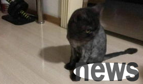 What should I do if the cat grows angry and grows up? What s going on?