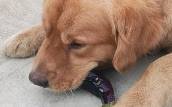 What should I do if my dog ​​eats cooked eggplant? Can dogs eat fried eggplant?