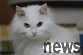 What should I do if a cat has ringworm? What should I do if a cat has ringworm?