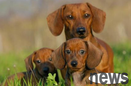 What is canine handphobia? Not exactly considered a disease