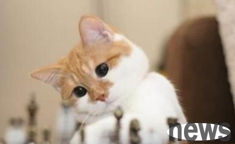 What should I do if a cat bites someone? Don t underestimate this method of coping is the most effective!