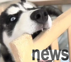 What should I do if the dog doesn’t eat during the dental change period?