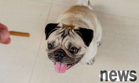 What should I do if a puppy urinates randomly at home? What should I do if a dog urinates around at home?