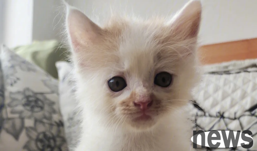 What s wrong with cats having diarrhea?