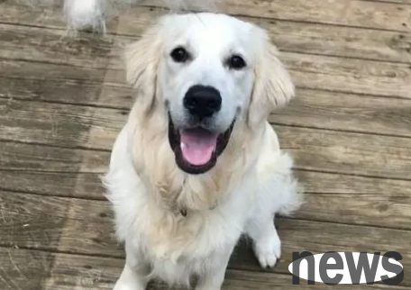 What should I do if my dog ​​loses hair severely? Do you know?