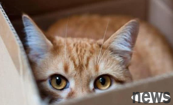 A complete collection of cat training strategies, a must-read for cat shovelers!