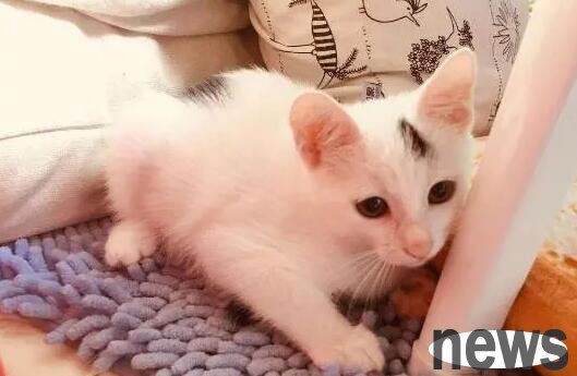 Try cats to the point of calling, cat training methods!