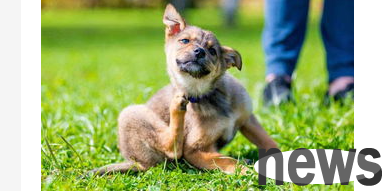 What to do if your dog s skin is itchy? How to help dogs correctly