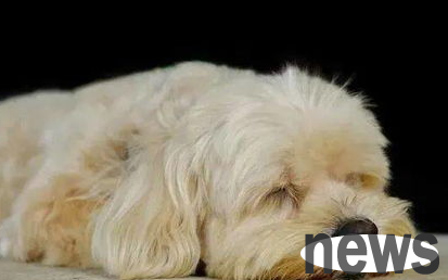 Dogs have these characteristics, and their bodies may have been 