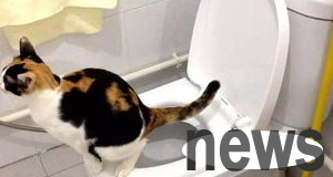 How do kittens you just picked up home train your cat to use a toilet?
