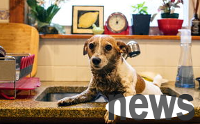 What are the reasons why dogs are prone to skin diseases in summer and how should they deal with it?