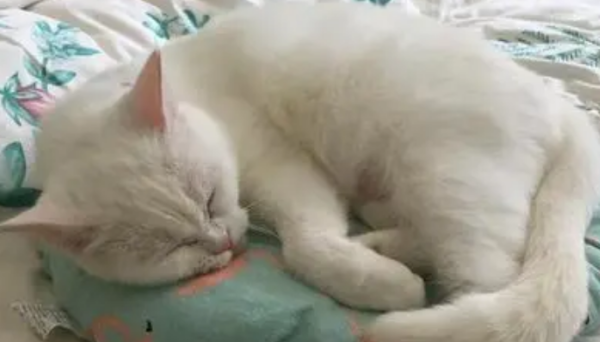 How to treat feline viral enteritis?