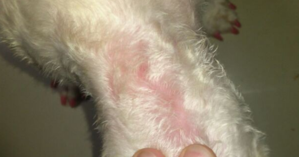 Beware of itchy skin in dogs in summer, and see these treatments!