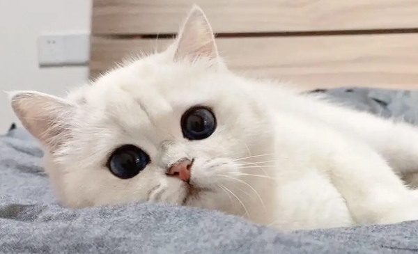 Four common ways to train pet cats? What are the basic methods for training cats?