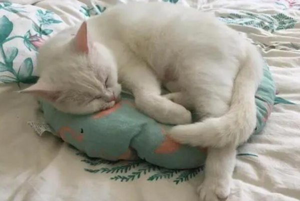 Why does my cat smell so smelly? Maybe he is sick