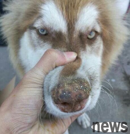 What is the situation when a dog has a dry nose?
